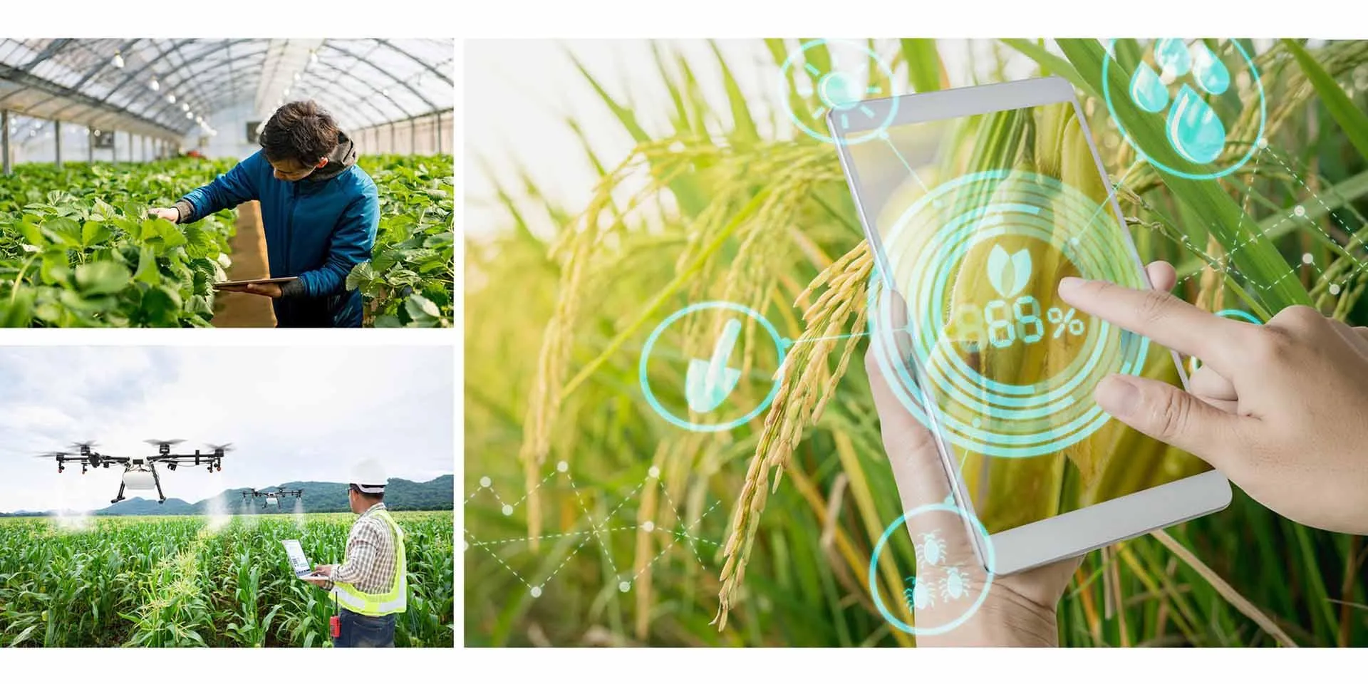 Blockchain dần trở thành xu hướng số hóa trong nông nghiệp Blockchain và xu hướng số hóa