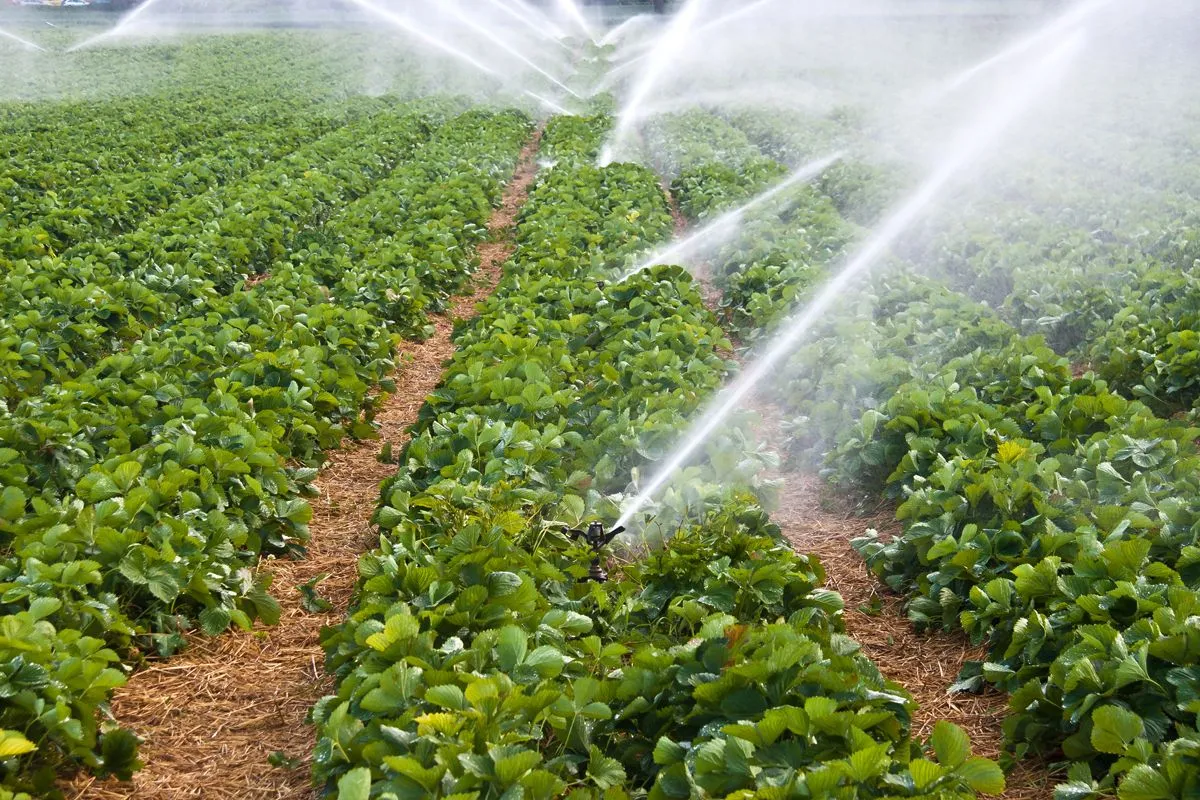Nông trại thông minh tự động hóa các bước trong quy trình trồng trọt Nông nghiệp thông minh trong thời đại số